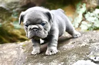 Fly gurl, a female French Bulldog for sale in Stockbridge, GA – 4 of 9