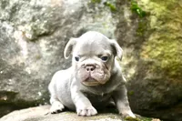 Deep blue, a female French Bulldog for sale in Stockbridge, GA – 4 of 8