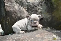 Fly gurl, a female French Bulldog for sale in Stockbridge, GA – 2 of 9