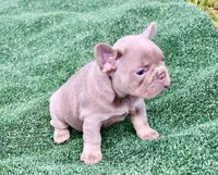 Deep blue, a female French Bulldog for sale in Stockbridge, GA – 7 of 8
