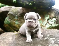 Deep blue, a female French Bulldog for sale in Stockbridge, GA – 3 of 8