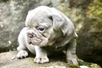 Fly gurl, a female French Bulldog for sale in Stockbridge, GA – 8 of 9