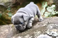 Bambi, a female French Bulldog for sale in Stockbridge, GA – 8 of 8