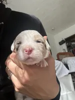 Beans, a female Miniature Australian Shepherd for sale in Minneola, FL – Photo 1 of 2