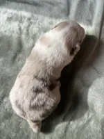 Beans, a female Miniature Australian Shepherd for sale in Minneola, FL – Photo 2 of 2