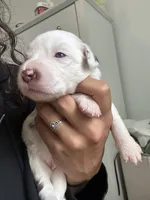 Rice, a female Miniature Australian Shepherd for sale in Minneola, FL – Photo 3 of 4