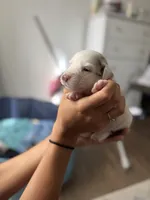 Rice, a female Miniature Australian Shepherd for sale in Minneola, FL – Photo 1 of 4