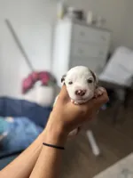 Rice, a female Miniature Australian Shepherd for sale in Minneola, FL – Photo 4 of 4