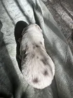 Rice, a female Miniature Australian Shepherd for sale in Minneola, FL – Photo 2 of 4