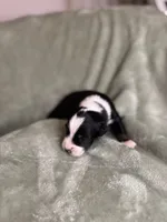 processed/3fd98682-9d42-40c8-86c4-ad6bef6b590a/listing/dde0f727-f13c-4a34-9801-0a95bcca4ffb/4a79026e-a0b4-48bc-8430-cb1c10915394