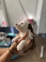 processed/3fd98682-9d42-40c8-86c4-ad6bef6b590a/listing/fcddb4e6-2d5f-41fb-8b4e-c3514d614638/01bf1b10-aca5-48f6-82c4-bae3091b4400