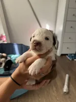 processed/3fd98682-9d42-40c8-86c4-ad6bef6b590a/listing/fcddb4e6-2d5f-41fb-8b4e-c3514d614638/e006647d-41fa-4dee-8f31-17b8743aca94