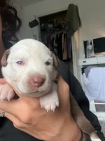 processed/3fd98682-9d42-40c8-86c4-ad6bef6b590a/listing/fcddb4e6-2d5f-41fb-8b4e-c3514d614638/efa39e46-64d2-4870-9a08-ac8629b40abf