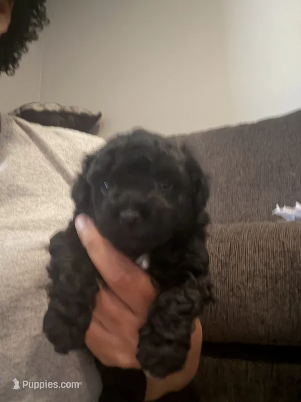 Olivia – Bichon Frise, Poodle - Miniature  puppy for sale in Minneapolis, MN