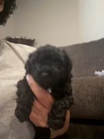 Olivia, a female Bichon Frise and Poodle - Miniature  for sale in Minneapolis, MN – 1 of 3