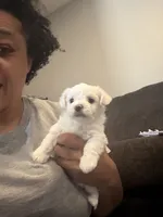Nyla, a female Bichon Frise and Poodle - Miniature  for sale in Minneapolis, MN – 3 of 3