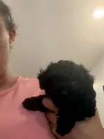 Olivia, a female Bichon Frise and Poodle - Miniature  for sale in Minneapolis, MN – 2 of 3