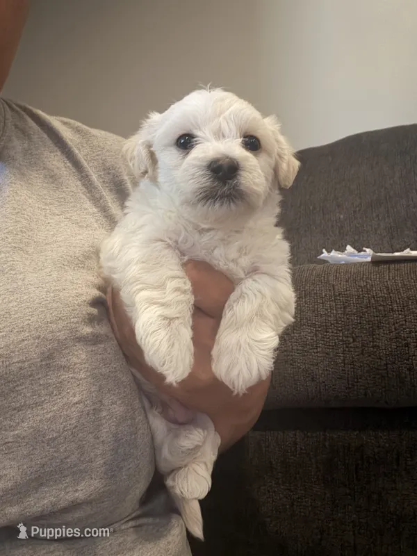 Tank – Bichon Frise, Poodle - Miniature  puppy for sale in Minneapolis, MN