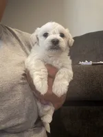Tank, a male Bichon Frise and Poodle - Miniature  for sale in Minneapolis, MN – 1 of 2