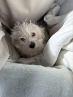 Baby Girl, a female Bichon Frise for sale in Minneapolis, MN – Photo 2 of 10