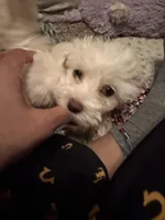 Baby Girl, a female Bichon Frise for sale in Minneapolis, MN – Photo 6 of 10