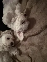 Baby Girl, a female Bichon Frise for sale in Minneapolis, MN – Photo 3 of 10