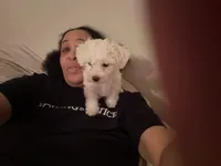 Baby Girl, a female Bichon Frise for sale in Minneapolis, MN – Photo 9 of 10