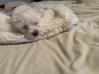 Baby Girl, a female Bichon Frise for sale in Minneapolis, MN – Photo 8 of 10