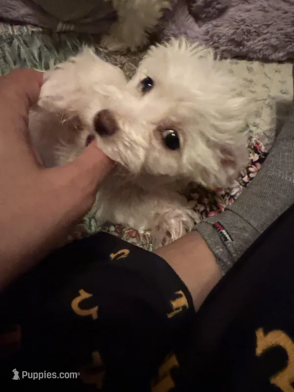 Baby Girl – Bichon Frise puppy for sale in Minneapolis, MN