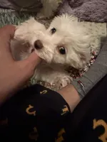 Baby Girl, a female Bichon Frise for sale in Minneapolis, MN – Photo 1 of 10