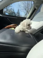 Baby Girl, a female Bichon Frise for sale in Minneapolis, MN – Photo 5 of 10