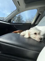 Baby Girl, a female Bichon Frise for sale in Minneapolis, MN – Photo 4 of 10