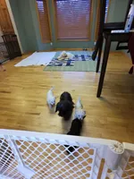 Baby Girl, a female Bichon Frise for sale in Minneapolis, MN – Photo 7 of 10