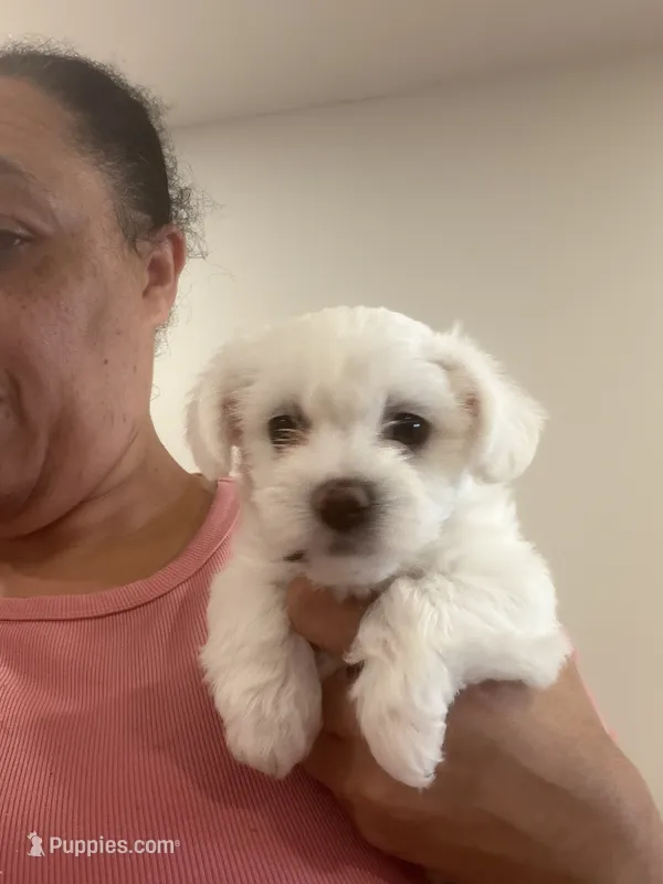 Nyla – Bichon Frise, Poodle - Miniature  puppy for sale in Minneapolis, MN