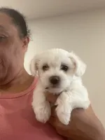 Nyla, a female Bichon Frise and Poodle - Miniature  for sale in Minneapolis, MN – 1 of 3