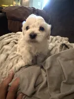 Nyla, a female Bichon Frise and Poodle - Miniature  for sale in Minneapolis, MN – 2 of 3