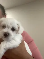 Tank, a male Bichon Frise and Poodle - Miniature  for sale in Minneapolis, MN – 2 of 2