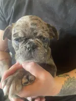 Tater, a male Bugg for sale in Lansing, MI – Photo 5 of 6