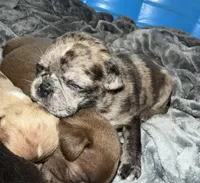 Tater, a male Bugg for sale in Lansing, MI – Photo 3 of 6