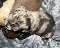 Tater, a male Bugg for sale in Lansing, MI – Photo 4 of 6