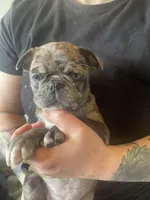 Tater, a male Bugg for sale in Lansing, MI – Photo 1 of 6