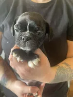 Sunny, a male Bugg for sale in Lansing, MI – Photo 2 of 3