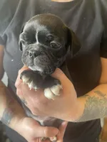 Sunny, a male Bugg for sale in Lansing, MI – Photo 1 of 3