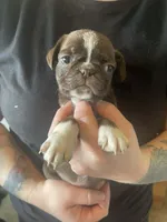 Chestnut , a male Bugg for sale in Lansing, MI – Photo 1 of 4