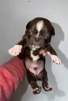 Chestnut , a male Bugg for sale in Lansing, MI – Photo 2 of 4