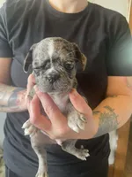 Arty, a male Bugg for sale in Lansing, MI – Photo 2 of 3