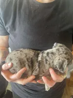 Arty, a male Bugg for sale in Lansing, MI – Photo 3 of 3