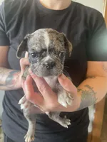 Arty, a male Bugg for sale in Lansing, MI – Photo 1 of 3