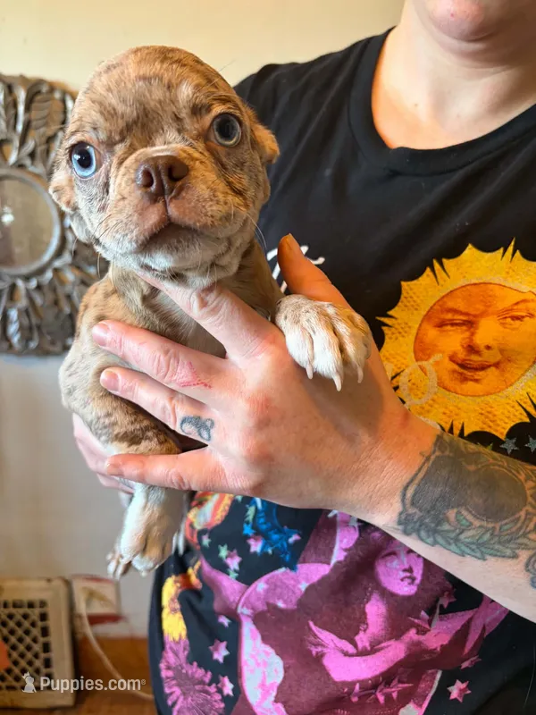 Hazel – Pug, Bugg puppy for sale in Lansing, MI