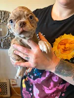Hazel, a female Pug and Bugg for sale in Lansing, MI – 1 of 3